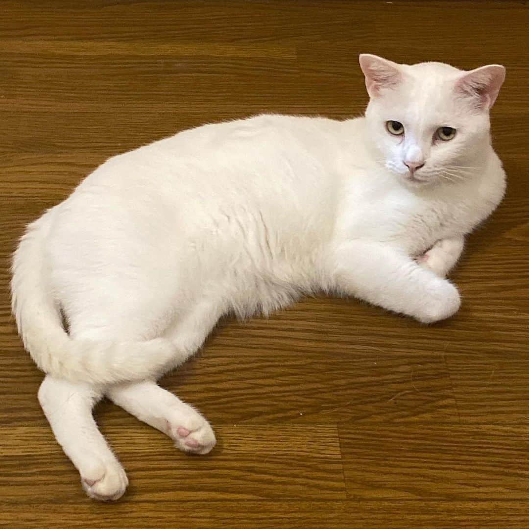 のインスタグラム：「ハク  #kurohakuchai #cat #猫 #白猫 #whitecat」