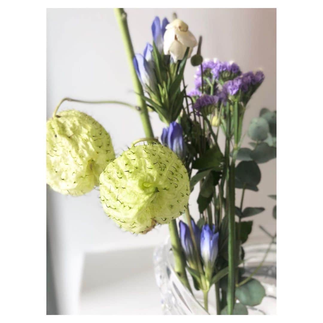 川村優希さんのインスタグラム写真 - (川村優希Instagram)「この不思議な形に惹かれて購入したフウセントウワタ。 袋が弾けると白い綿毛付きの種が出てくるみたいです😌 . . #flowers #flowerstagram #flowerarrangement #flowerlovers #お花 #お花のある暮らし #フラワーアレンジメント #フラワーベース #フウセントウワタ #リンドウ #スターチス」9月23日 13時48分 - yuki.kawamura.official