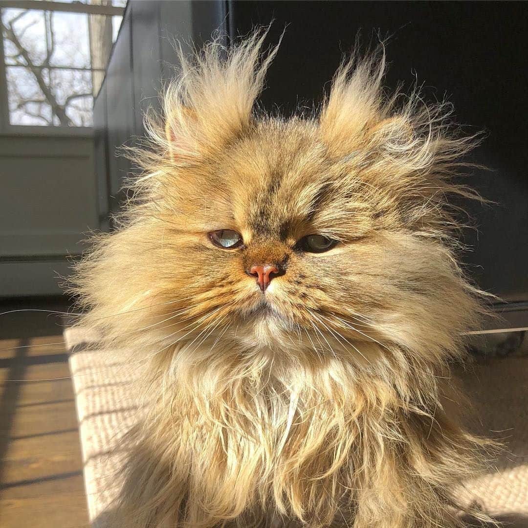 のインスタグラム：「Actual footage of me waking up and trying to function⠀ ⠀ 📷@barnaby_persian⠀ ⠀ #meowed #barnabypersian #barnaby #persian #morningme」