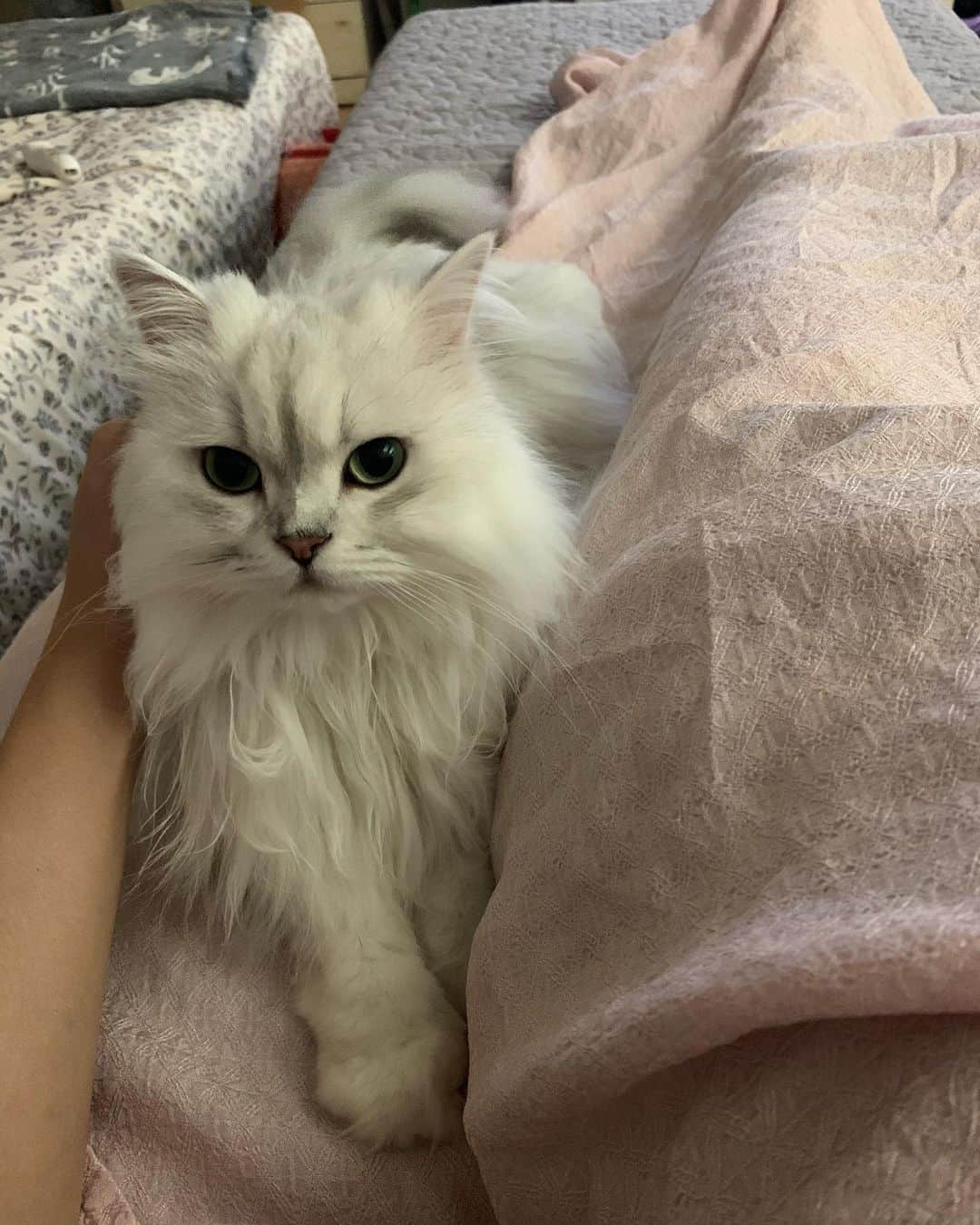 후추네큰언니さんのインスタグラム写真 - (후추네큰언니Instagram)「사랑스러워 🥺❤️ . . . . .  #후추  #고양이  #냥스타그램 #캣스타그램  #Hoochu #Hoochuthecat #cat #cats #catstagram #catsofinstagram #topcatphoto #bestmeow #ilovecat #cute #fluffy #petstagram #instacats」9月23日 14時44分 - hoochu_the_cat