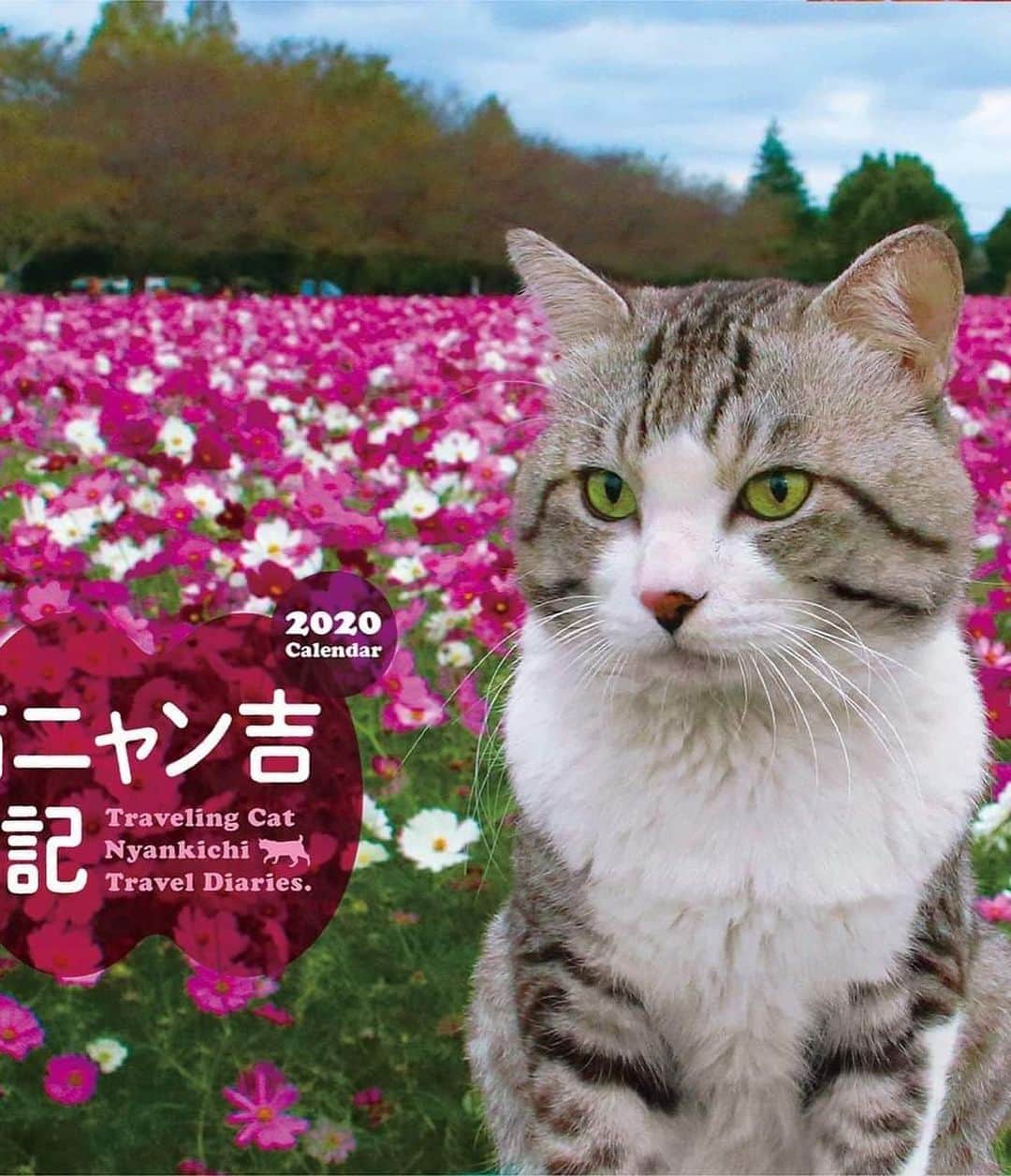 Nyankichi Noranekoさんのインスタグラム写真 - (Nyankichi NoranekoInstagram)「コープ神戸の広告に旅猫ニャン吉旅日記2020年カレンダーが！😸 生協会員様は安く購入できるにゃり。 日本全国を旅してかっこよく写った写真ばかりにゃりよ😁 皆様どうかよろしくお願いいたします_(._.)_にゃり。  旅猫ニャン吉旅日記2020年カレンダー amazon https://amzn.to/2lKAUtp  楽天 https://books.rakuten.co.jp/rb/16048368/  博客來(台湾) https://www.books.com.tw/products/M010096999  旅猫ニャン吉が行く！2020カレンダー  Peppy https://www.peppynet.com/cats/shop/item/id/110B87  amazon https://amzn.to/2m6fDL6」9月23日 14時45分 - noraneko_nyankichi