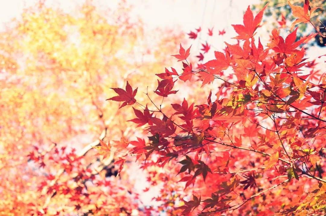 金子貴俊のインスタグラム：「紅葉🍁  #写真#photography#photograph#nature #アウトドア#アウトドアライフ#outdoorlife #traveler#旅」