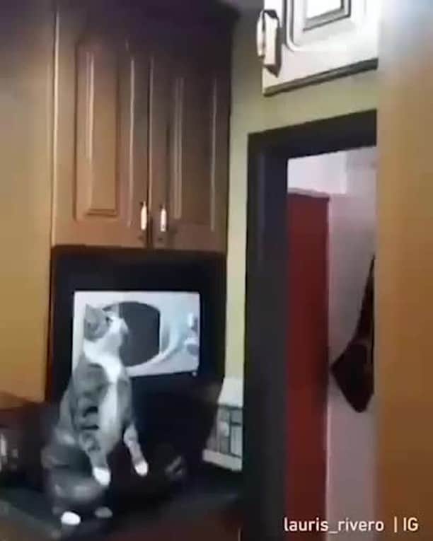 のインスタグラム：「It's My Meow Got Talent Week #MMGTW, share us your cat videos and get a chance to be featured by 9GAG and 9GAG Cute⠀ ⠀ Tag #MMGTW get a chance to be featured by @9gag 🐾⠀ ⠀ #meowed #MyMeowGotTalentedWeek #MMGTW」