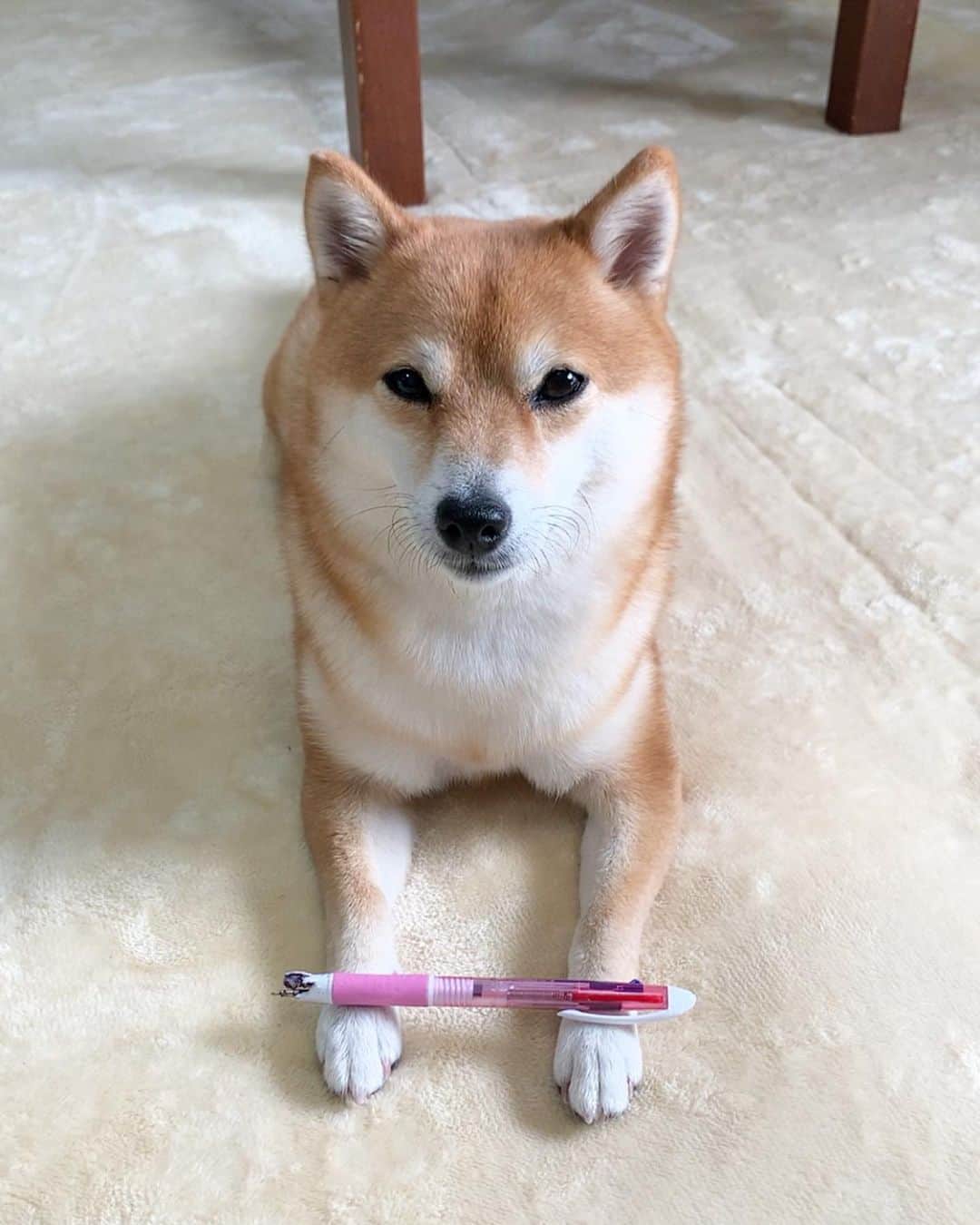 豆柴 サニーちゃんさんのインスタグラム写真 - (豆柴 サニーちゃんInstagram)「. . HELLO〜こんにちわん🐻🖋😑 . 👩🏻これ、壊したの誰ですか❓ Who broke this❓ . 🐻さ、さにーじゃないよっ💦 . . #誰がやったのかなぁ #顔が物語ってる #気まずい #バレちゃった #目を合わせない #眠たくないけど #眠たいふり . #柴犬#豆柴 #赤柴 #まめしばいぬ#まめしば#いぬのきもち#ふわもこ部 #サンデイ#サンデイいぬ組#anicas#shiba_snap #shibainu #shiba#mameshiba #豆柴サニーちゃん」9月23日 16時46分 - sunny_rei_32