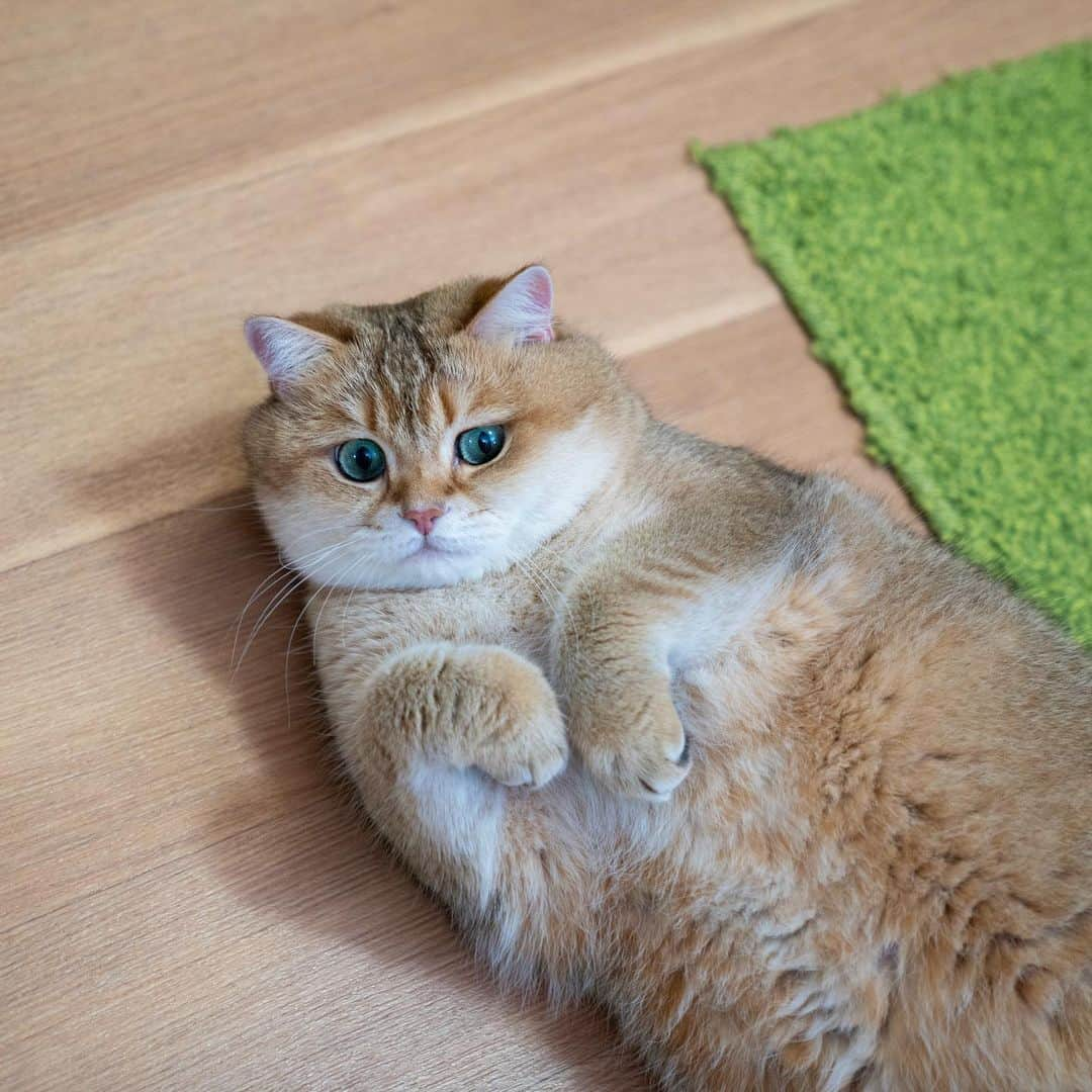 Hosicoさんのインスタグラム写真 - (HosicoInstagram)「I'm waiting for the heating of the house to turn on 🥶」9月23日 16時55分 - hosico_cat