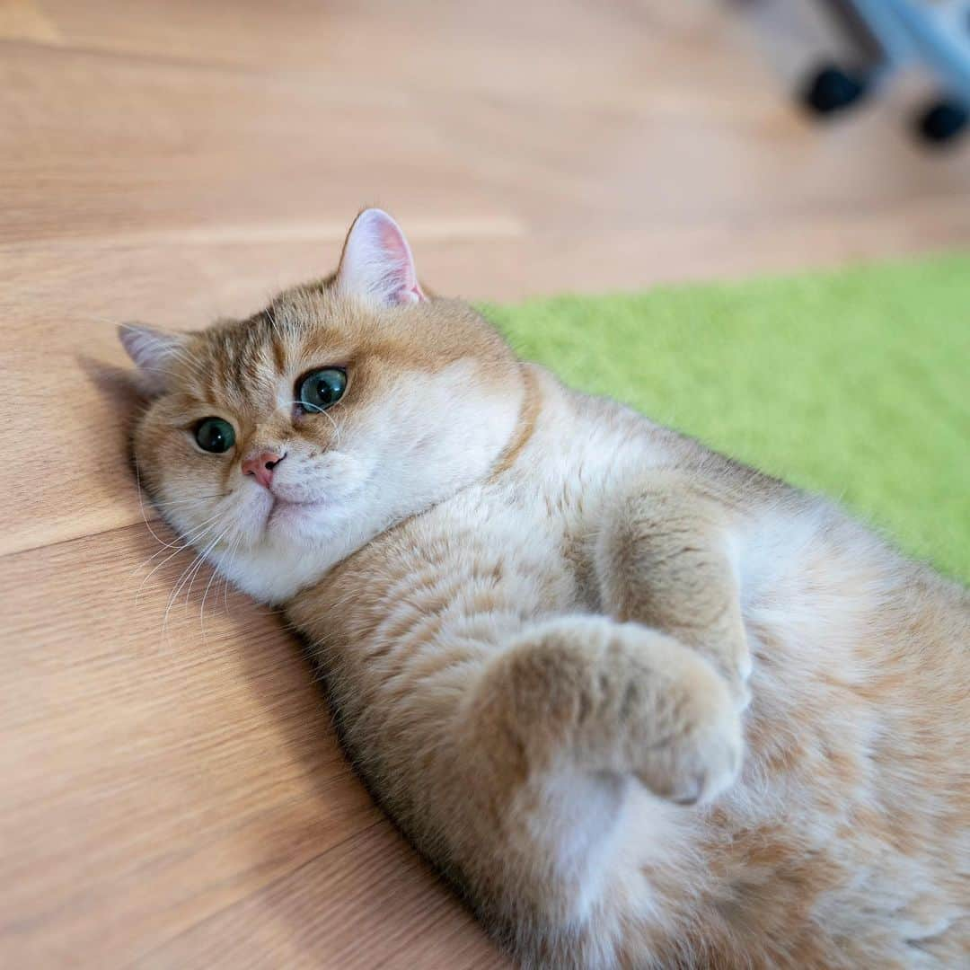 Hosicoさんのインスタグラム写真 - (HosicoInstagram)「I'm waiting for the heating of the house to turn on 🥶」9月23日 16時55分 - hosico_cat