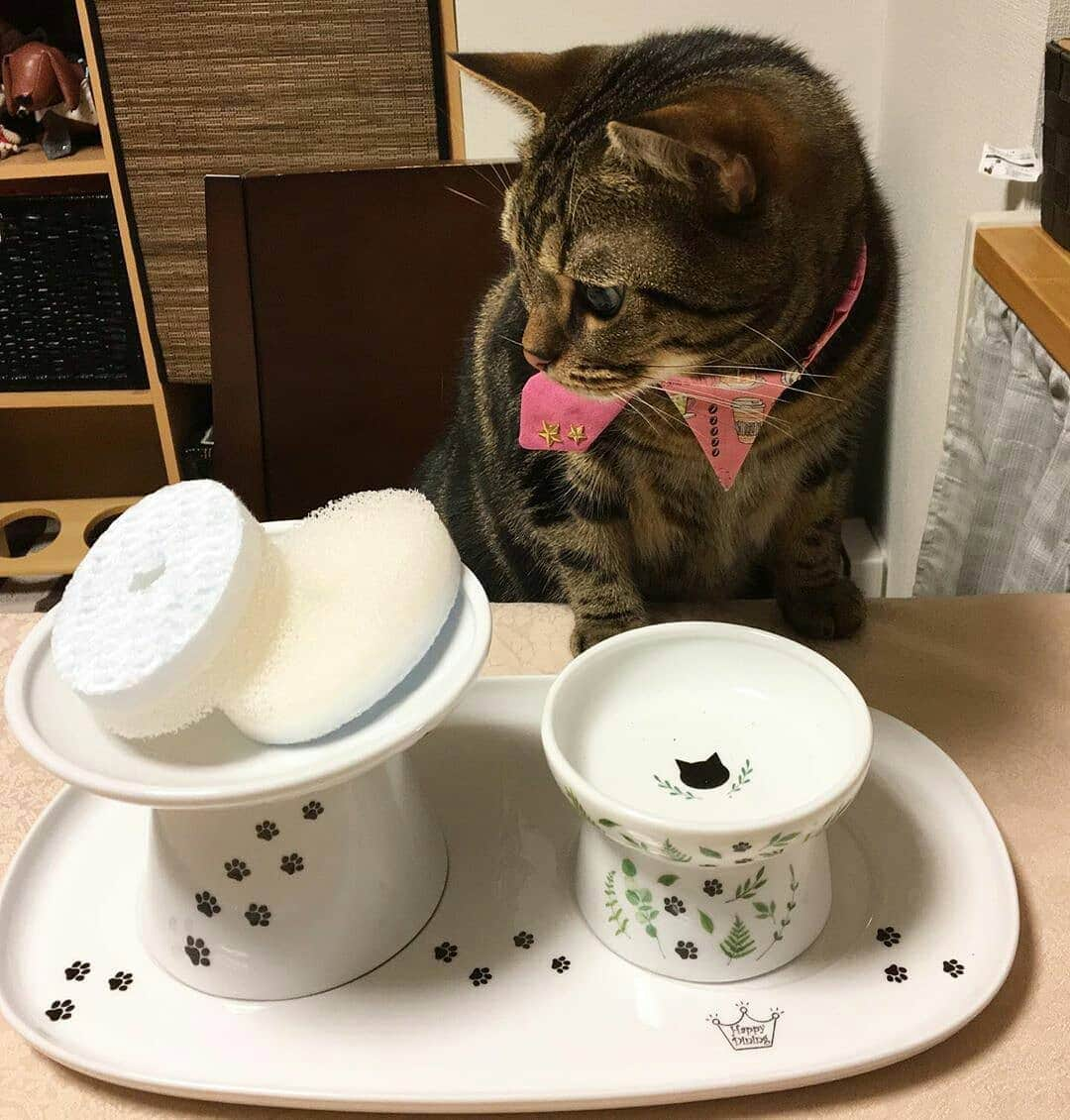 猫壱（ねこいち•ネコイチ）さんのインスタグラム写真 - (猫壱（ねこいち•ネコイチ）Instagram)「【Instagramに投稿して猫壱商品を貰っちゃおう✨結果発表】  銀賞はスポンジやまもり！食べれるか不安そうな @suw_mikoto さんの一枚です💨 おめでとうございます🎉 ▫ ▫ 受賞さんには後程DMを送らせていただきますね♪ ▫ ▫ 次はいよいよ金賞の発表！ 金賞の発表は20時を予定しております😉楽しみにお待ちください♪ ▫ ▫ ::::::#猫壱 ::::::: Instagramに登場した商品はプロフィールのリンクよりご覧いただけます🎶 お写真の商品は#ハッピーダイニング #脚付フードボウル浅広口 #限定脚付フードボウル #猫食器用スポンジ #ハッピーダイニング食器トレーでした✨ 気になる方は @necoichicojp からチェックしてくださいね❤ ▫ ▫ #ねこ #ネコ #猫好き #ねこらぶ #猫#ペット  #necoichi #cat #kitty  #kitten #pet #結果発表 #銀賞 #猫のいる幸せ #猫のいる生活 #猫好きさんと繋がりたい ▫ #猫壱キャンペーン受賞者発表」9月23日 17時01分 - necoichicojp