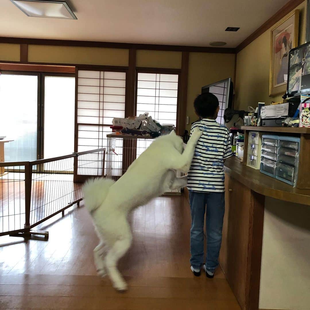甘糟記子さんのインスタグラム写真 - (甘糟記子Instagram)「昨日は実家へ( ^ω^ )  お彼岸なのでみんなで御墓参り( ^ω^ )  家に行くと秋田犬のフクが息子殿へいつも熱烈な挨拶（笑） とりあえずひと舐めしないと気が済まないらしく、息子殿もある程度あきらめて舐められてます（笑）  夕方からは雨予報だったので、とっとと都内へ戻りのんびり(๑˃̵ᴗ˂̵) 御風呂上がりの姫の顔！ クリーム塗りすぎだわ(＞人＜;) もう女子力高くてママビックリです（笑）  #秋田犬#秋田犬フク#フクちゃん#仲良し#息子殿姫#息子殿#姫#塗りすぎ#女子#女子力高い」9月23日 17時16分 - norihey924