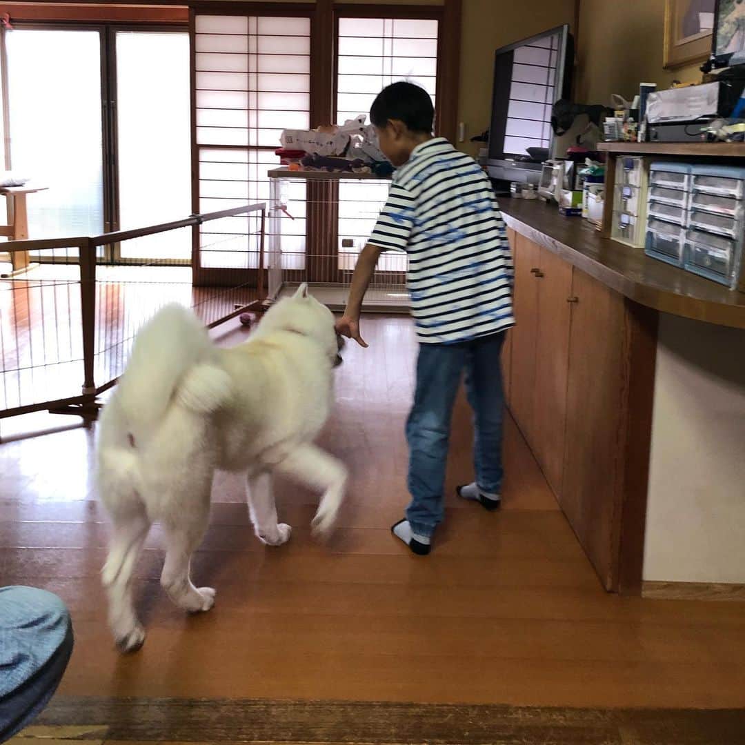 甘糟記子さんのインスタグラム写真 - (甘糟記子Instagram)「昨日は実家へ( ^ω^ )  お彼岸なのでみんなで御墓参り( ^ω^ )  家に行くと秋田犬のフクが息子殿へいつも熱烈な挨拶（笑） とりあえずひと舐めしないと気が済まないらしく、息子殿もある程度あきらめて舐められてます（笑）  夕方からは雨予報だったので、とっとと都内へ戻りのんびり(๑˃̵ᴗ˂̵) 御風呂上がりの姫の顔！ クリーム塗りすぎだわ(＞人＜;) もう女子力高くてママビックリです（笑）  #秋田犬#秋田犬フク#フクちゃん#仲良し#息子殿姫#息子殿#姫#塗りすぎ#女子#女子力高い」9月23日 17時16分 - norihey924