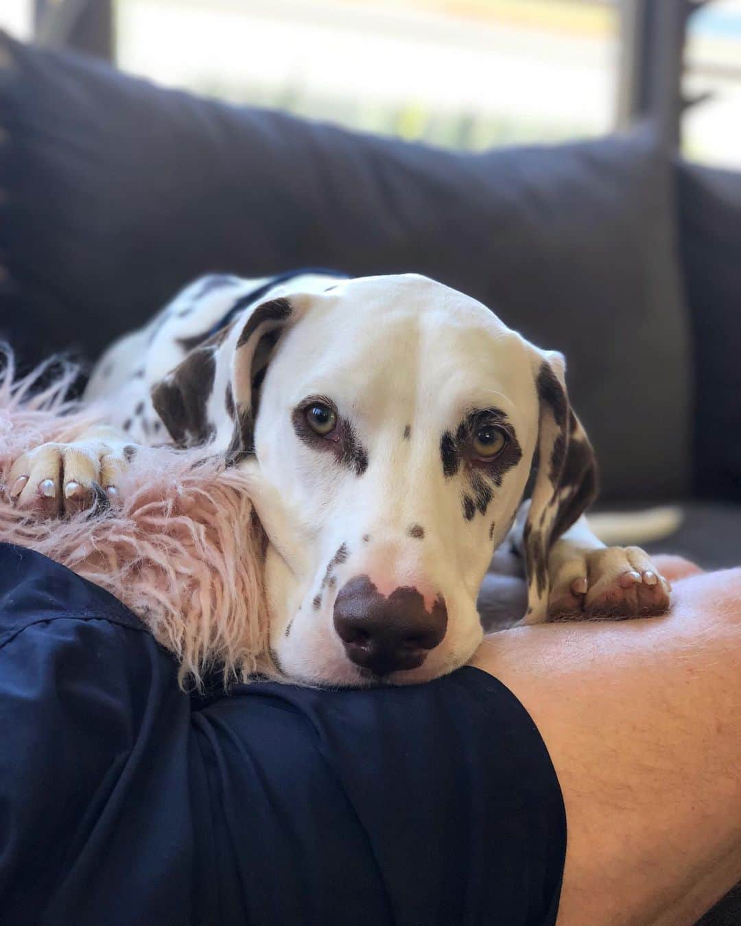 エミリー・シーボームのインスタグラム：「The sweetest boy you’ll ever meet!  #pongo #dalmatian」