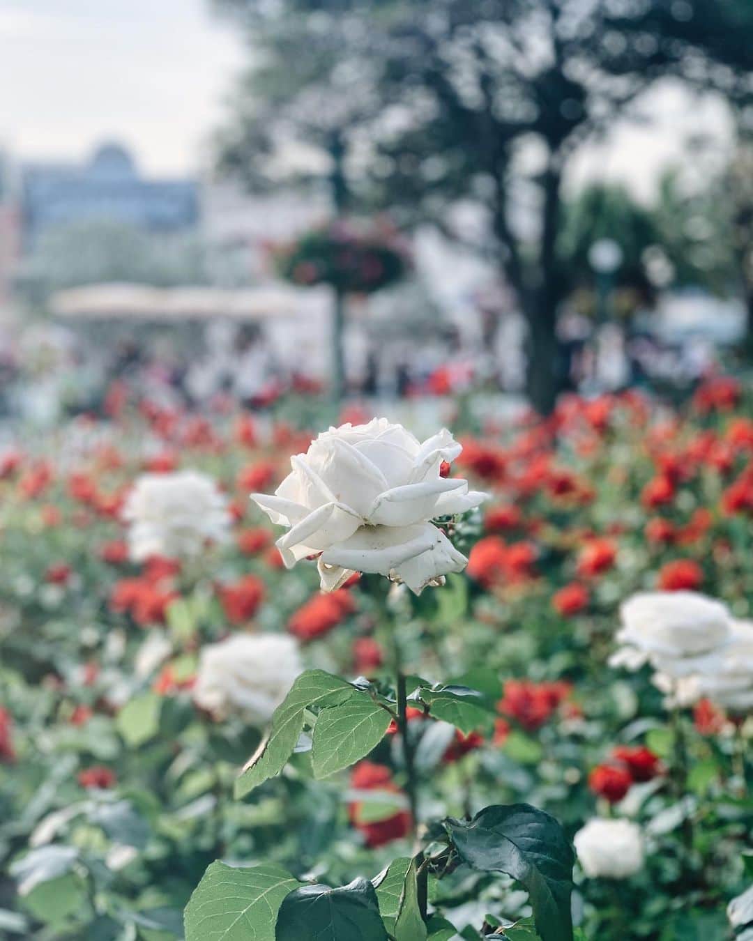 のインスタグラム：「#flowerstagram  #rose #tdl #tokyodisneyland」