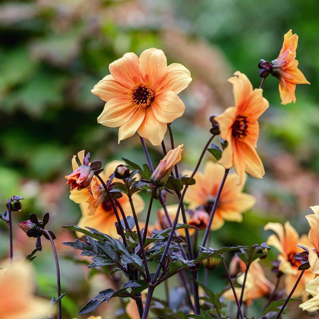 ニューヨーク植物園さんのインスタグラム写真 - (ニューヨーク植物園Instagram)「🌼 Our #dahlias wish you a happy fall equinox! Some of the most bold and beautiful examples with the most interesting names—such as this 'JS Butterscotch'—are beaming in oranges, pinks, yellows, and purples in the Home Gardening Center. Can you guess the names of some of the others seen here? #plantlove #fallequinox ✨」9月24日 2時53分 - nybg