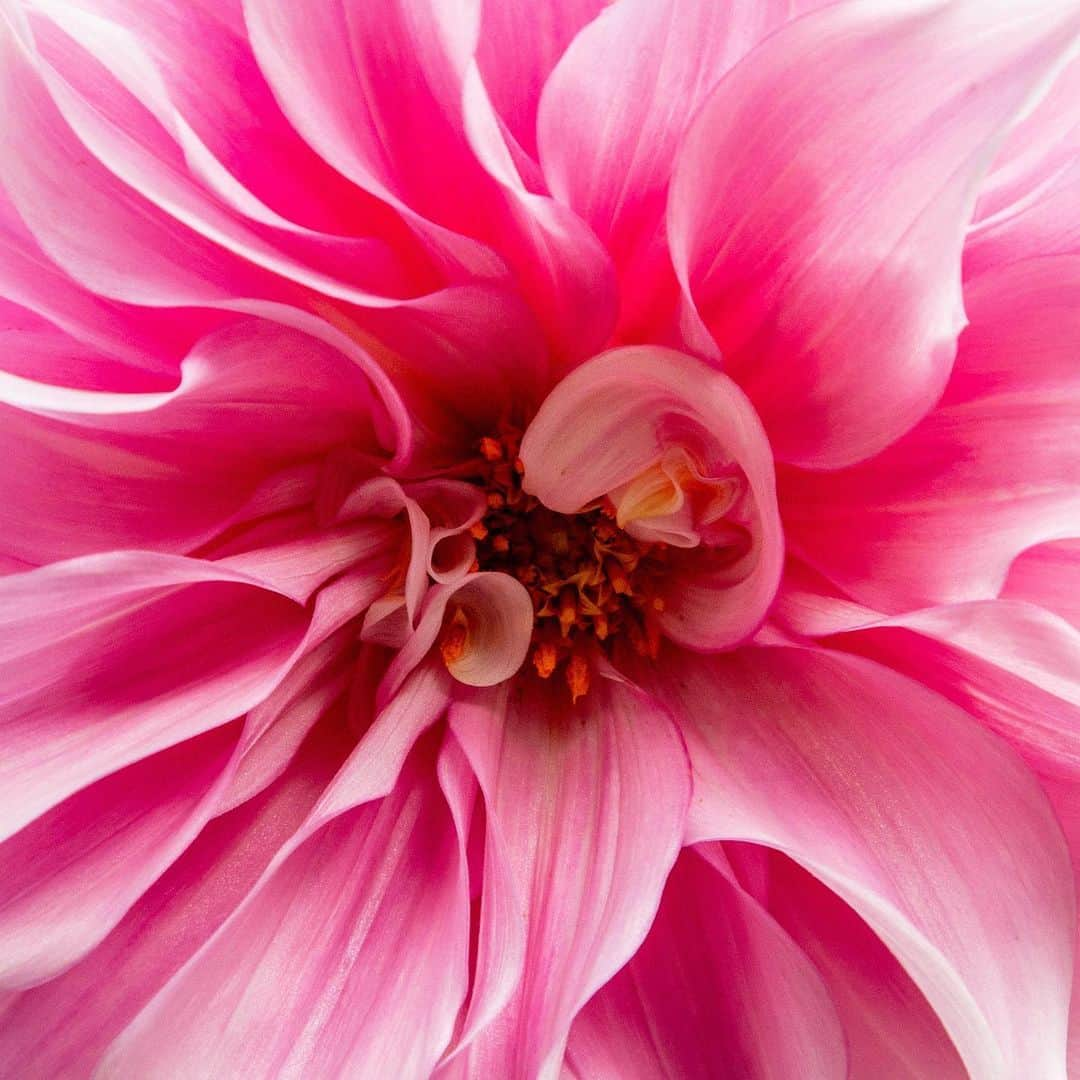 ニューヨーク植物園さんのインスタグラム写真 - (ニューヨーク植物園Instagram)「🌼 Our #dahlias wish you a happy fall equinox! Some of the most bold and beautiful examples with the most interesting names—such as this 'JS Butterscotch'—are beaming in oranges, pinks, yellows, and purples in the Home Gardening Center. Can you guess the names of some of the others seen here? #plantlove #fallequinox ✨」9月24日 2時53分 - nybg