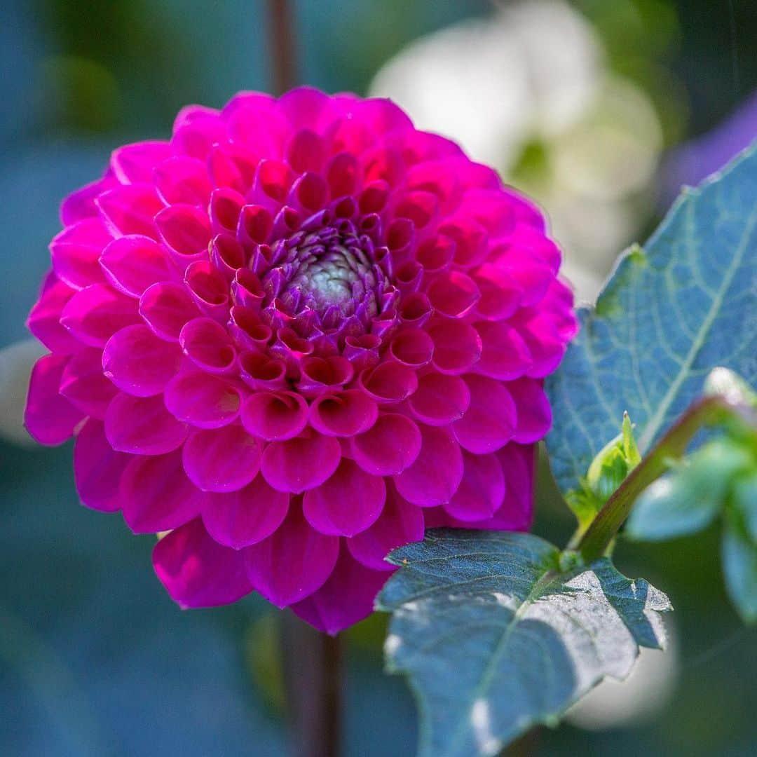 ニューヨーク植物園さんのインスタグラム写真 - (ニューヨーク植物園Instagram)「🌼 Our #dahlias wish you a happy fall equinox! Some of the most bold and beautiful examples with the most interesting names—such as this 'JS Butterscotch'—are beaming in oranges, pinks, yellows, and purples in the Home Gardening Center. Can you guess the names of some of the others seen here? #plantlove #fallequinox ✨」9月24日 2時53分 - nybg