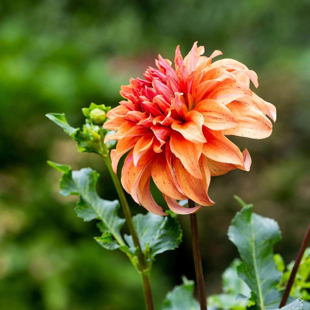 ニューヨーク植物園さんのインスタグラム写真 - (ニューヨーク植物園Instagram)「🌼 Our #dahlias wish you a happy fall equinox! Some of the most bold and beautiful examples with the most interesting names—such as this 'JS Butterscotch'—are beaming in oranges, pinks, yellows, and purples in the Home Gardening Center. Can you guess the names of some of the others seen here? #plantlove #fallequinox ✨」9月24日 2時53分 - nybg