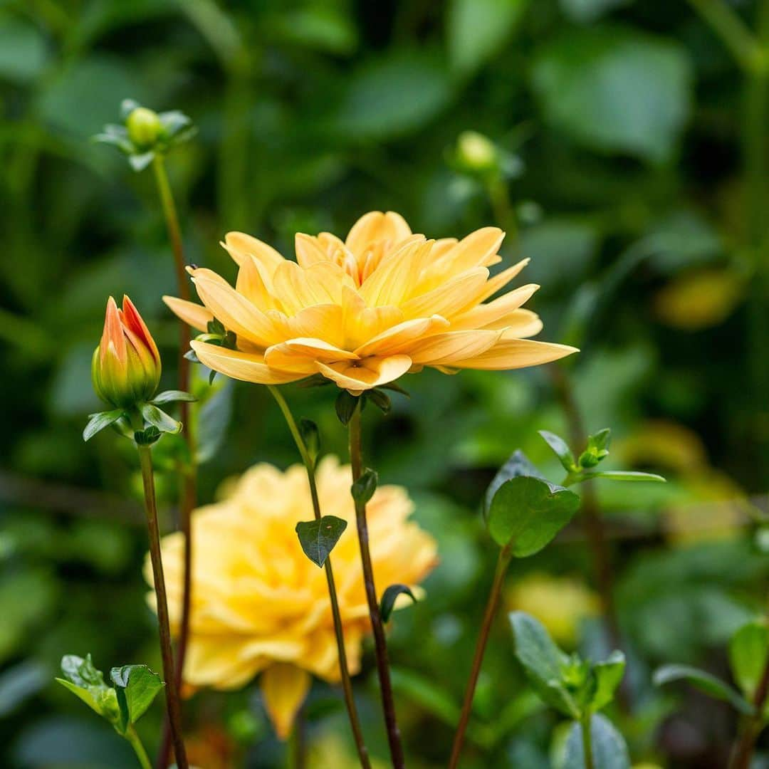 ニューヨーク植物園さんのインスタグラム写真 - (ニューヨーク植物園Instagram)「🌼 Our #dahlias wish you a happy fall equinox! Some of the most bold and beautiful examples with the most interesting names—such as this 'JS Butterscotch'—are beaming in oranges, pinks, yellows, and purples in the Home Gardening Center. Can you guess the names of some of the others seen here? #plantlove #fallequinox ✨」9月24日 2時53分 - nybg