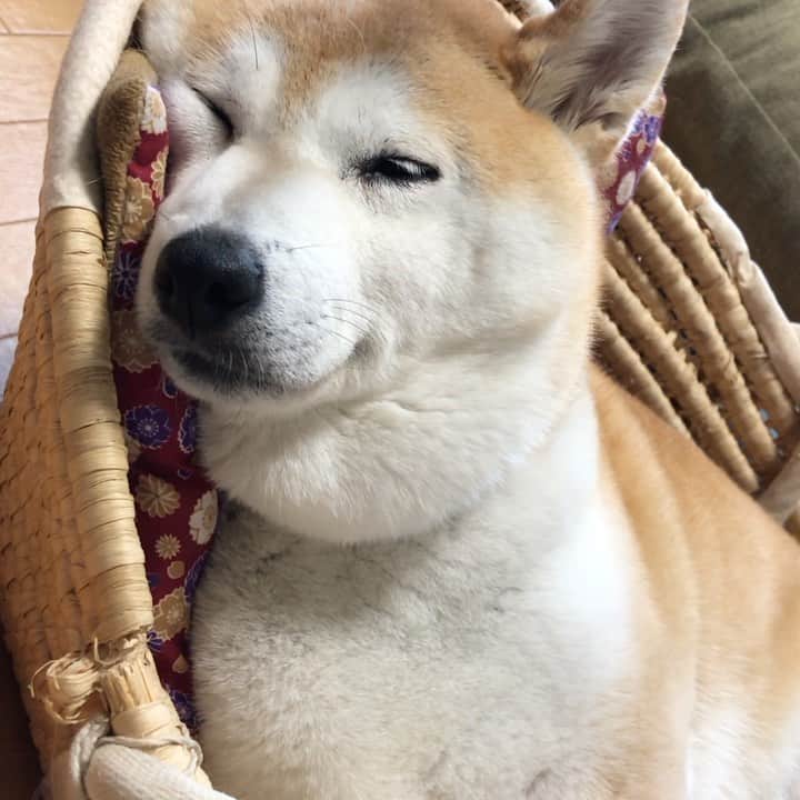 のインスタグラム：「お出かけして疲れたかな〜  久しぶりのイビキ💤 * * * #イビキ　#犬のいびき」