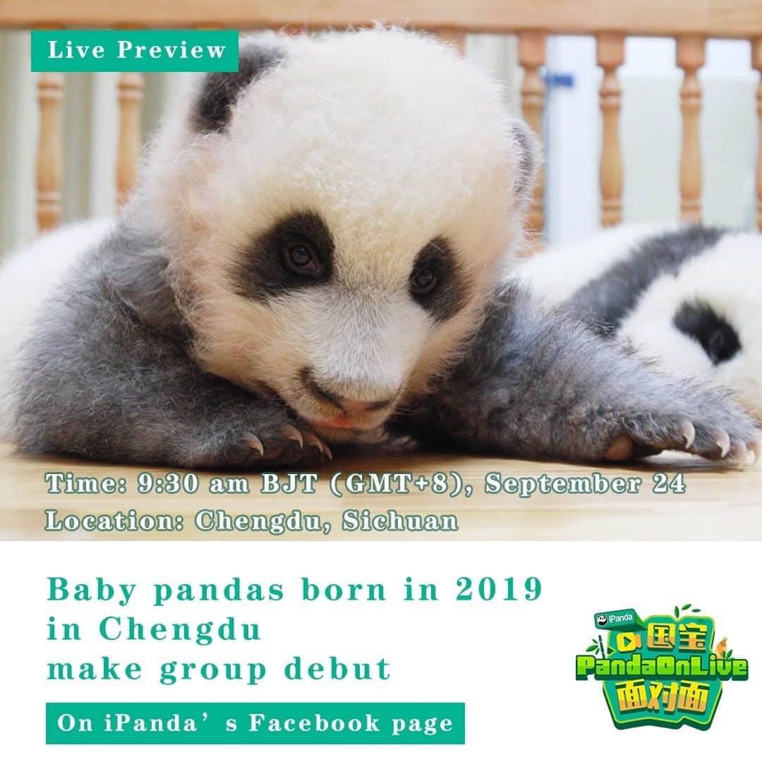 iPandaさんのインスタグラム写真 - (iPandaInstagram)「Live Preview: Autumn is the season of harvest. Guess how many “panda fruit” we’ve got at the Chengdu Research Base of Giant Panda Breeding this year? Do you want to meet with them together? Live on September 24, 9:30 am BJT will bring you to their side! 🐼 🐾 ❤️ #panda#ipanda#animal#pet#adorable#China#travel#pandababy#cute#photooftheday#Sichuan#cutepanda#animalphotography#cuteness#cutenessoverload #giantpanda」9月23日 19時31分 - ipandachannel