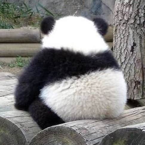 9GAGさんのインスタグラム写真 - (9GAGInstagram)「Me facing Monday #panda #mondayblues #9gag」9月23日 19時26分 - 9gag