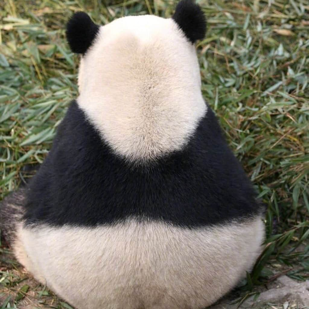 9GAGさんのインスタグラム写真 - (9GAGInstagram)「Me facing Monday #panda #mondayblues #9gag」9月23日 19時26分 - 9gag