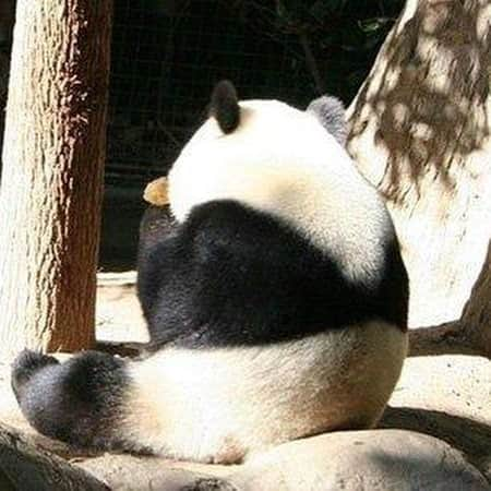 9GAGさんのインスタグラム写真 - (9GAGInstagram)「Me facing Monday #panda #mondayblues #9gag」9月23日 19時26分 - 9gag