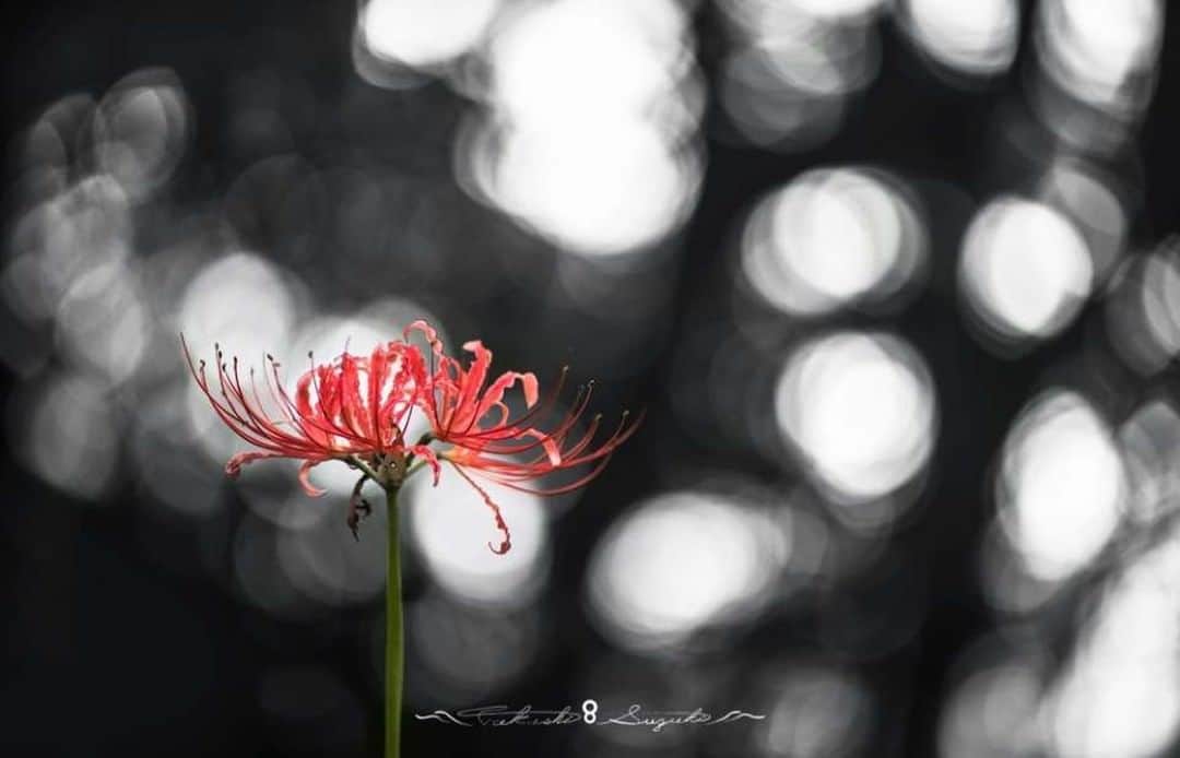 花の写真館のインスタグラム：「Photo by Takashi Suzuki.⠀ https://www.facebook.com/takashi.suzuki.7739814⠀ .⠀ Original Post[投稿頂いたURL]⠀ https://www.facebook.com/photo.php?fbid=1351114015055123⠀ .⠀ 本アカウントは、 #私の花の写真 をつけてInstagramに投稿された皆さまの花の写真や、「花の写真館」Facebookページで投稿された花の写真を紹介します。⠀ 「花の写真館」Facebookページは、「 @floral.photograph 」のプロフィールにあるURLからご覧ください。⠀ .⠀ #花の写真館 #floralphotograph #floralphoto #flower #flowers #富士フイルム #FUJIFILM⠀ Follow: @floral.photograph」