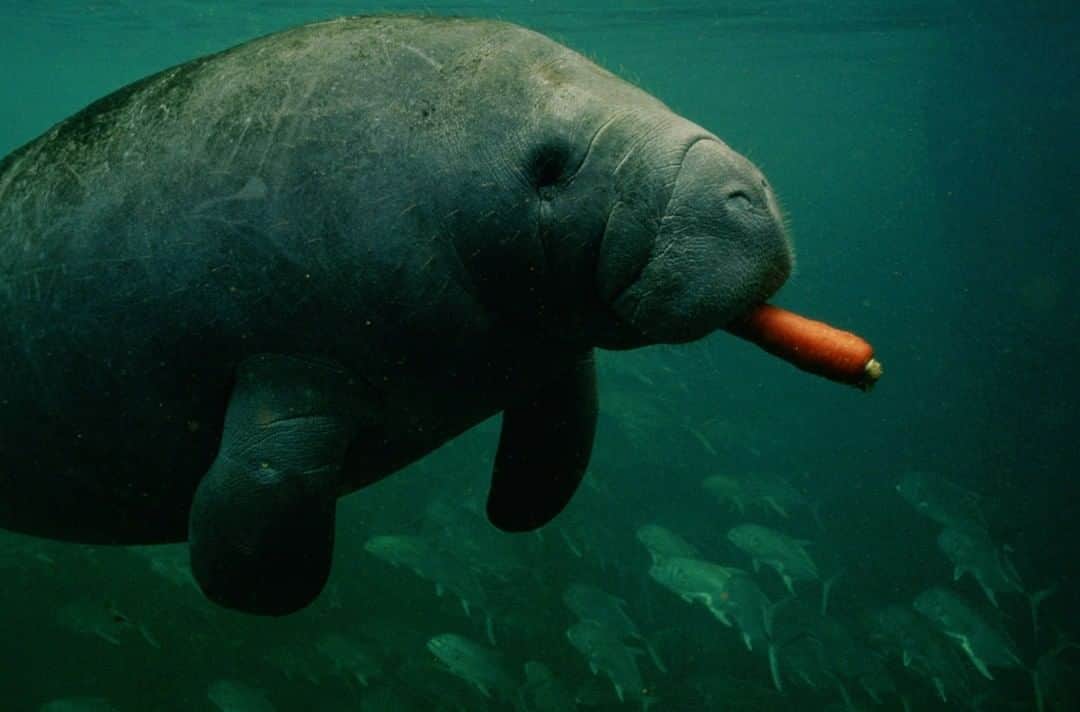 のインスタグラム：「Photo by Joel Sartore @joelsartore | A West Indian manatee feeds on a carrot during an underwater photo shoot in Crystal River, Florida. At wildlife refuges, supplemental food like carrots are sometimes given as treats while manatees are nursed back to health. This species is typically found in shallow coastal areas and rivers, where they feed on seagrass, mangrove leaves, and algae. Manatees will munch on food for almost half the day, eating up to ten percent of their body weight in plant mass daily. With weights of up to 1,200 pounds, that is a whole lot of food! To see another manatee species, follow me @joelsartore. #manatee #seacow #carrot #herbivore #photoark」