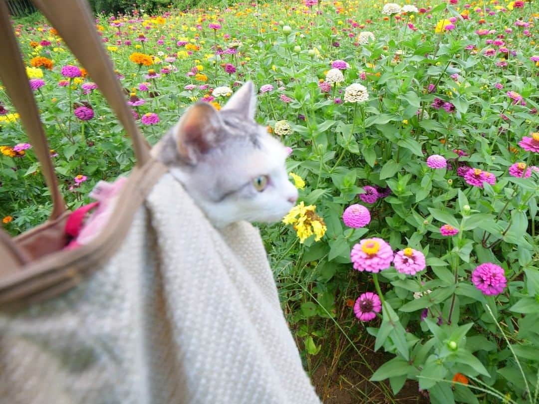 パステルキャットワールドさんのインスタグラム写真 - (パステルキャットワールドInstagram)「ネコ吉とマリーゴールド【未公開散歩】  #猫 #cat #cats #catlife #calicocat #nekokichi #pastelcatworld #ねこ #ネコ吉 #猫散歩 #お散歩 #お散歩猫 #マリーゴールド」9月23日 19時55分 - pastelcatworld