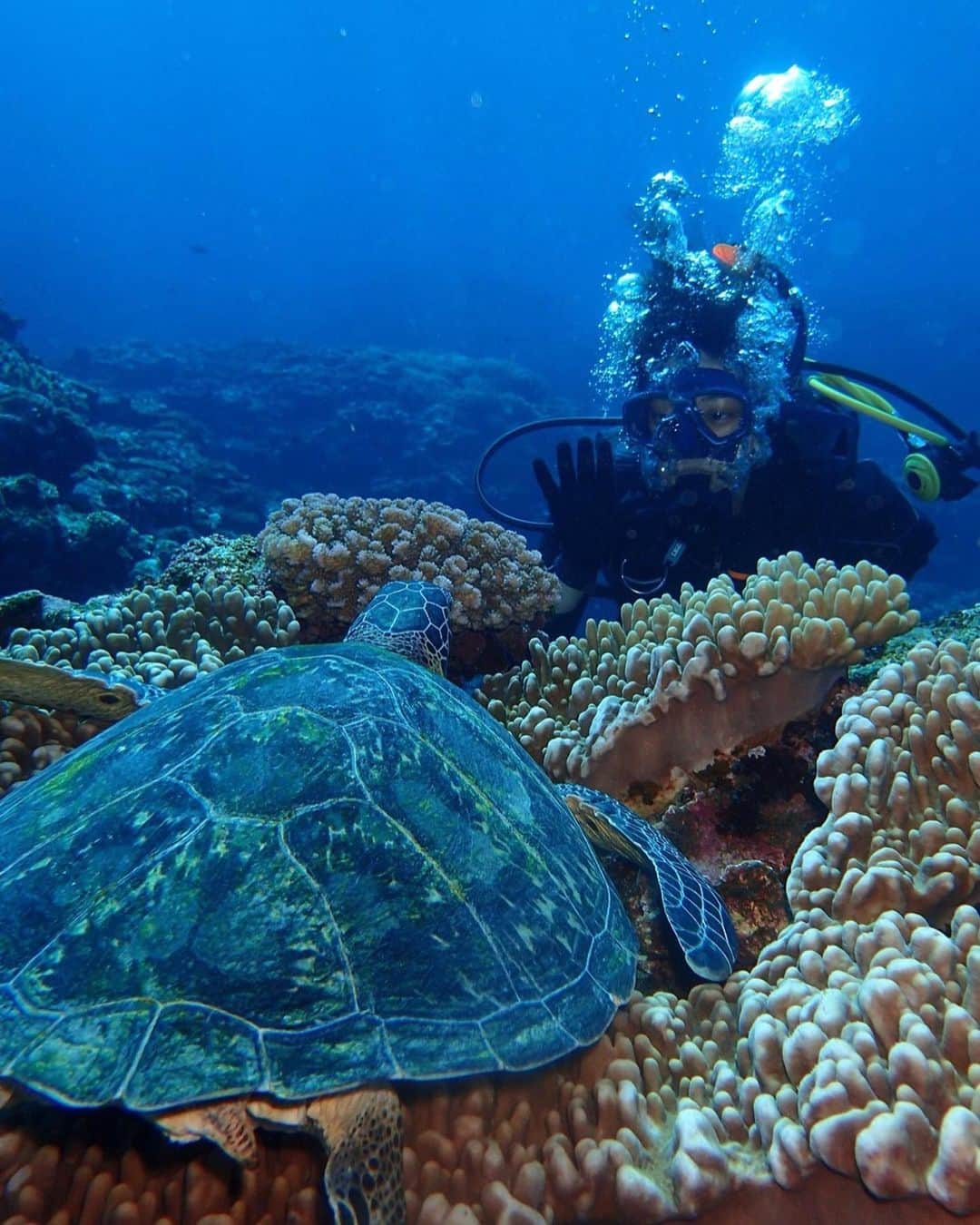わちみなみのインスタグラム：「そのあたりに住んでた亀🐢 人に慣れているのか随分と近くに来てくれた☺️💓 #亀 #ちいさめ #ダイバー #ダイバーわち」