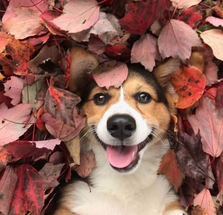 L.L.Beanさんのインスタグラム写真 - (L.L.BeanInstagram)「This dog just found out it's the first day of fall. We feel the same way. 🐶 #BeanOutsider (📷: Facebook's Sharon F.)」9月23日 20時22分 - llbean