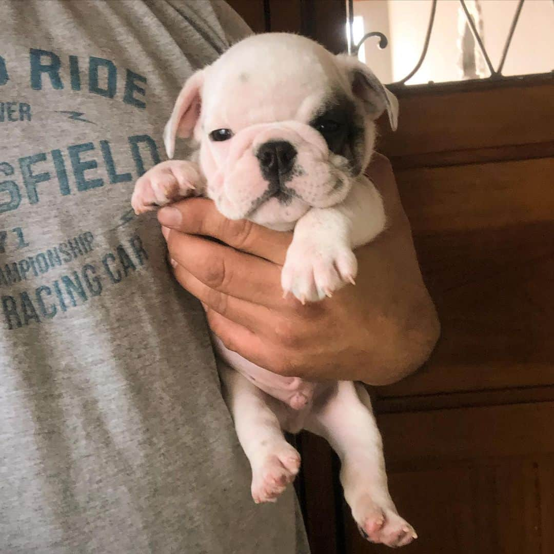 Regeneratti&Oliveira Kennelさんのインスタグラム写真 - (Regeneratti&Oliveira KennelInstagram)「Good morning fwends ♥️.Kenzo  is available and looking for a forever home. For more info on him please DM. #englishbulldog #bulldog #puppy #monday」9月23日 21時02分 - jmarcoz