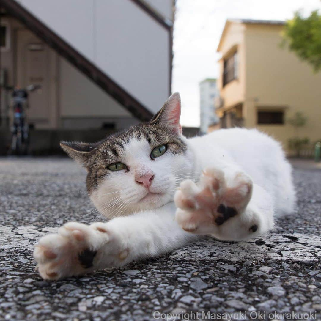 Masayukiさんのインスタグラム写真 - (MasayukiInstagram)「Satoのびー。  #cat #ねこ」9月23日 21時15分 - okirakuoki