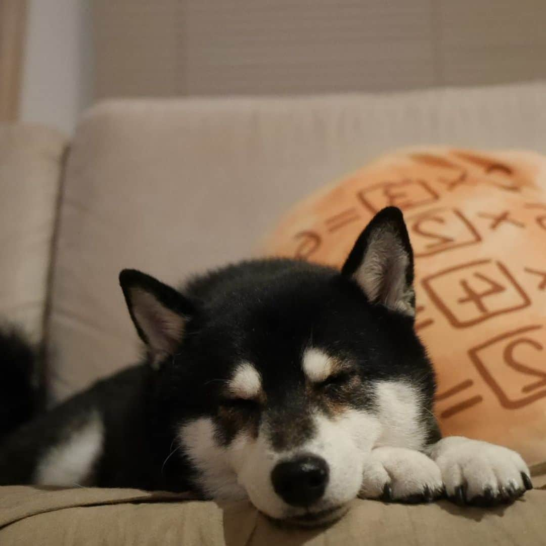 くろさんのインスタグラム写真 - (くろInstagram)「スヤスヤ豆💤 #kuroshiba #blackshiba #shibainu #shibastagram #instadog #dogstagram #柴犬 #黒柴 #黑柴 #日本犬 #和犬 #シニア犬 #癒し犬 #いぬら部 #ふわもこ部 #柴犬部 #モフモフ生命体 #柴犬のいる暮らし #わんこのいる暮らし #わんこのいる生活 #わんこと一緒 #わんダフォ #わんだふるjapan #スヤスヤ豆 #暗記パン」9月23日 21時25分 - m6bmw