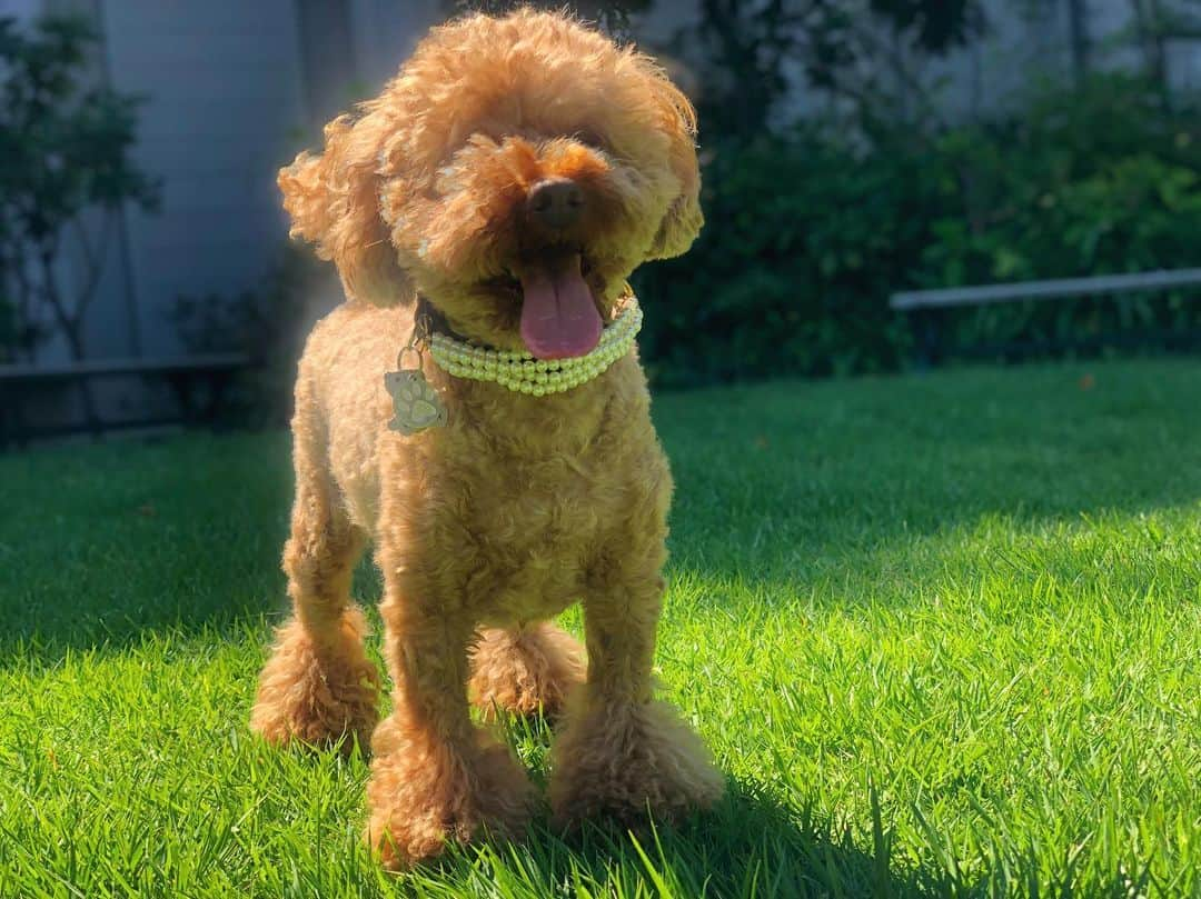 chayさんのインスタグラム写真 - (chayInstagram)「小次郎🐾 長生きしてね🥰 #toypoodle #poodle  #小次郎 #こじこじ」9月23日 21時37分 - chay1023_official