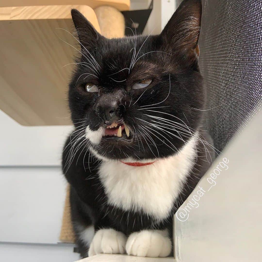 のインスタグラム：「Monday face⠀ ⠀ 📷@mycat_george⠀ ⠀ #meowed #mycatgeorge #derp #mondaymood #tuxedocat #adoptdontshop #crosseyedcat」