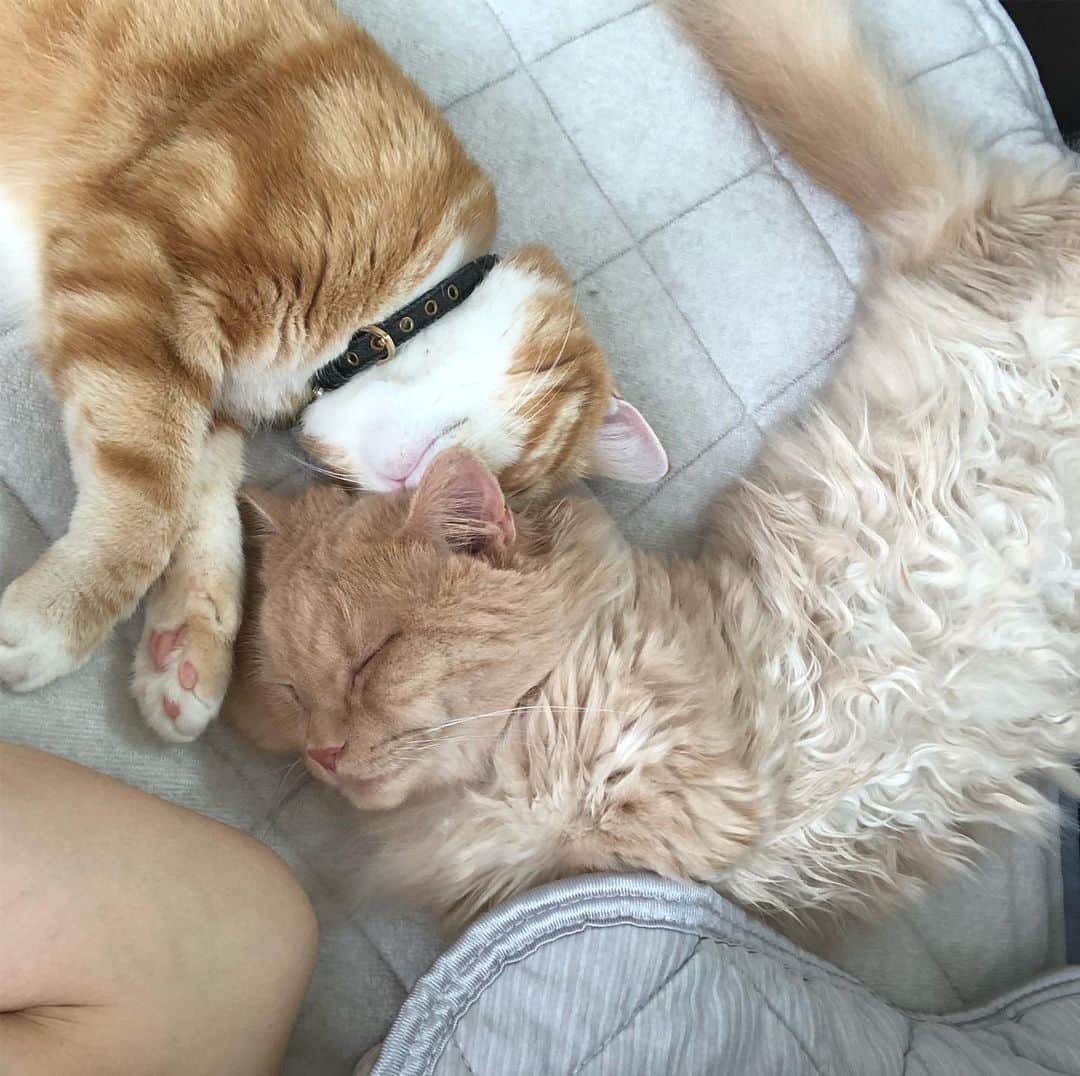 yachimon3さんのインスタグラム写真 - (yachimon3Instagram)「朝起きたら枕元でくつろぐ😽💕 可愛すぎて二度寝😅 #今日のにゃんこ #投稿が遅くなりました」9月23日 21時52分 - yachimon3
