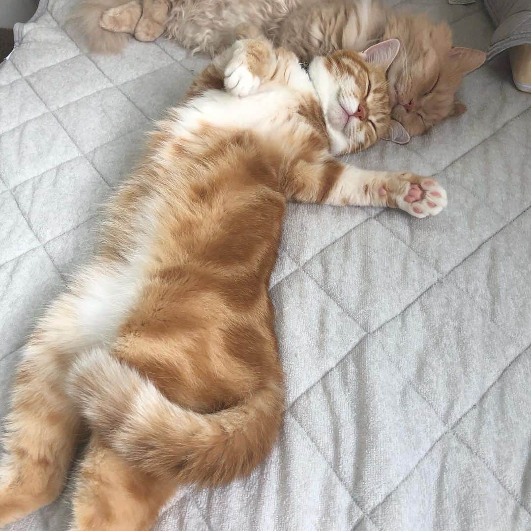 yachimon3さんのインスタグラム写真 - (yachimon3Instagram)「朝起きたら枕元でくつろぐ😽💕 可愛すぎて二度寝😅 #今日のにゃんこ #投稿が遅くなりました」9月23日 21時52分 - yachimon3