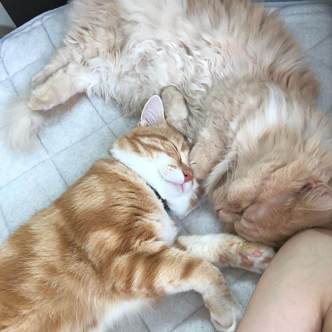 yachimon3さんのインスタグラム写真 - (yachimon3Instagram)「朝起きたら枕元でくつろぐ😽💕 可愛すぎて二度寝😅 #今日のにゃんこ #投稿が遅くなりました」9月23日 21時52分 - yachimon3