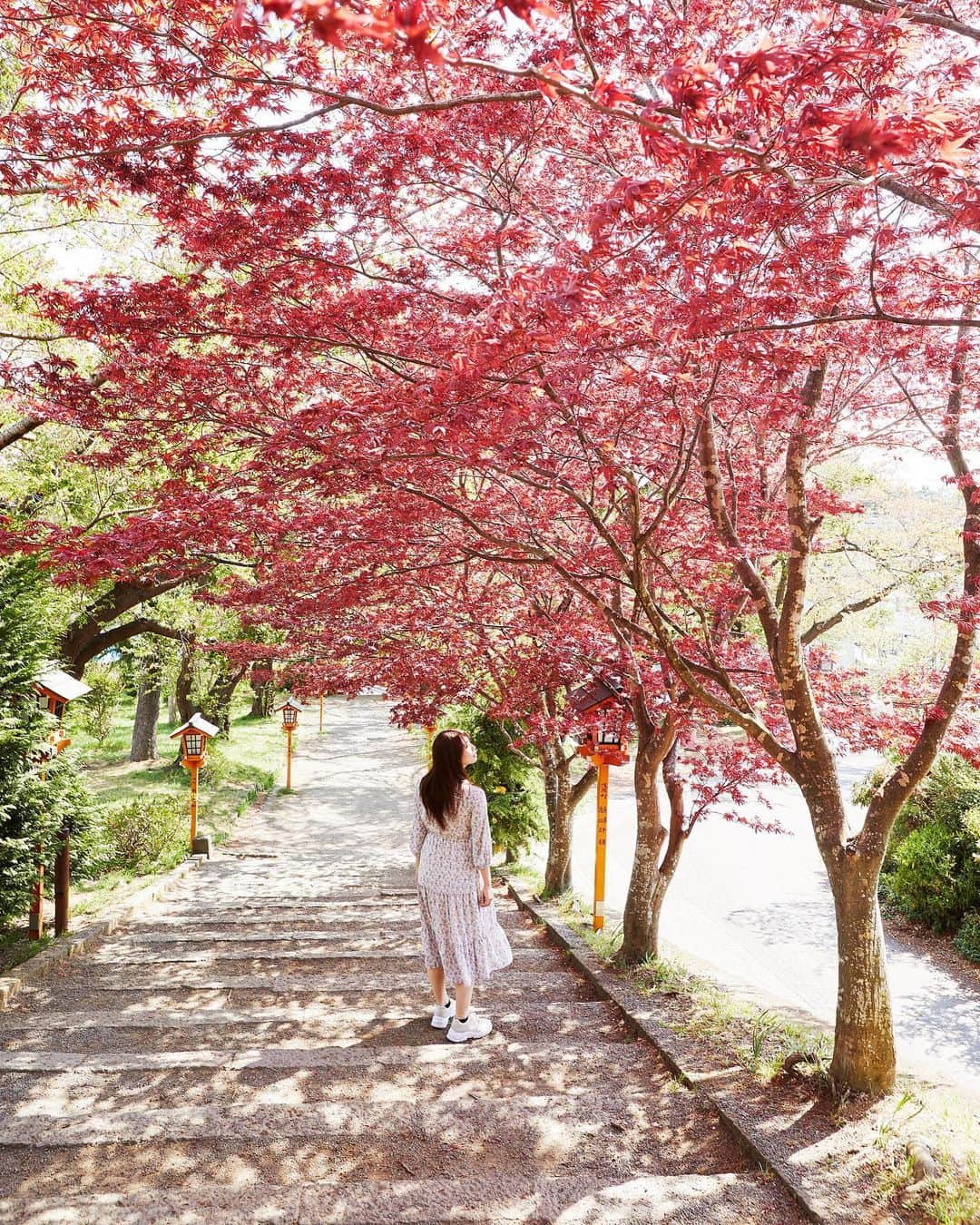 Najiiのインスタグラム：「Maple trees - ここの紅葉はいつも真っ赤。」