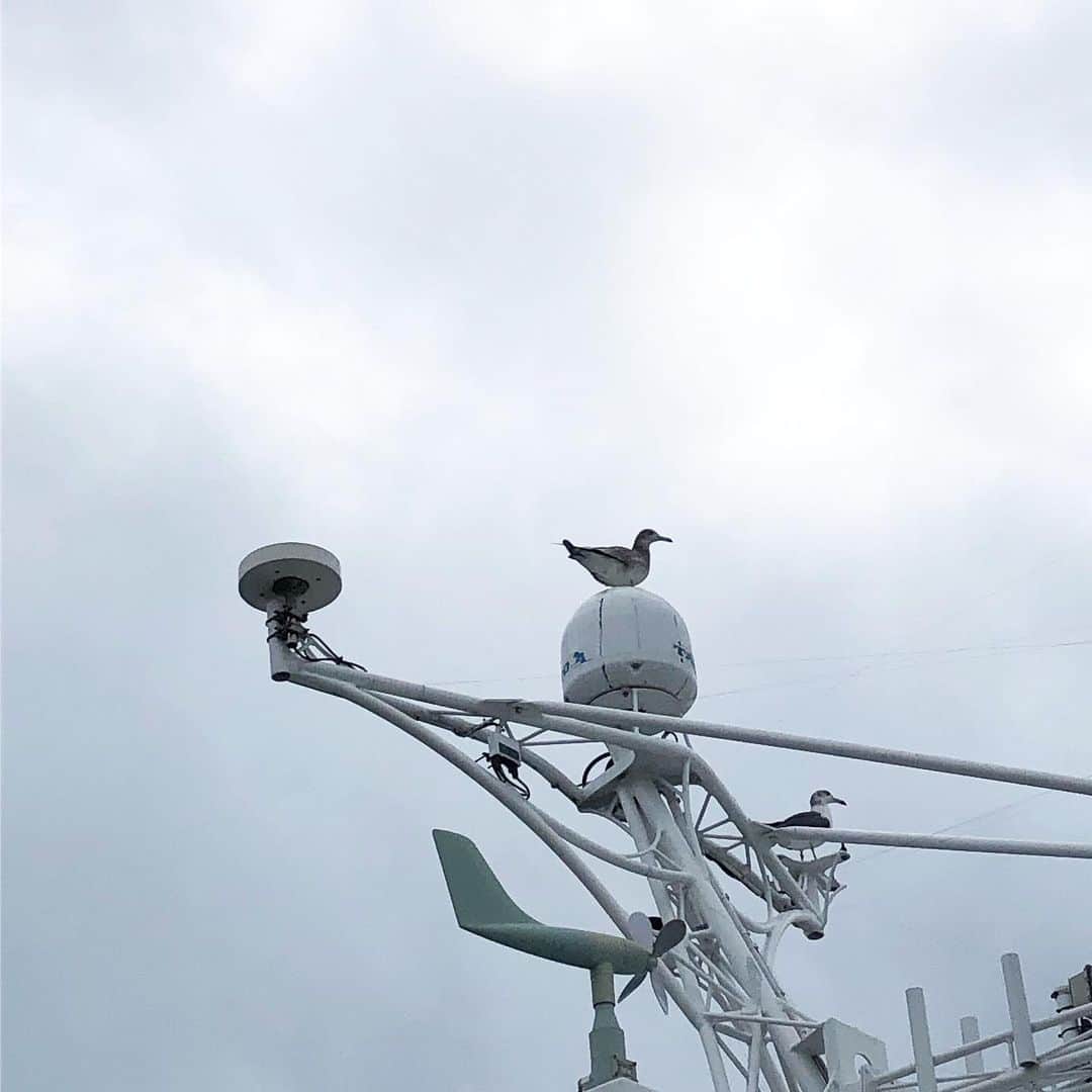 中野明海さんのインスタグラム写真 - (中野明海Instagram)「いわき市 小名浜港 船の帆先の飾りのようなカモメ達  ポルトガルから続く ショートトリップの終わり。」9月23日 22時11分 - akeminakano__official