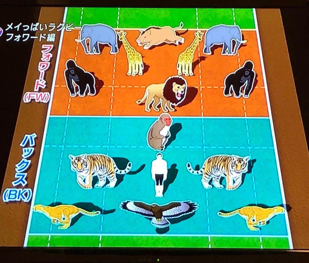 ラグビーリーグ・ワールドカップさんのインスタグラム写真 - (ラグビーリーグ・ワールドカップInstagram)「Japanese TV explaining rugby positions using... animals 🦁🐒🐘 Look about right? #RWC2019」9月23日 22時32分 - rugbyworldcup