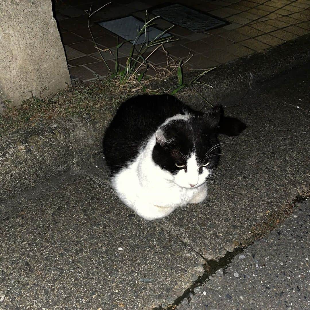 金巻ともこさんのインスタグラム写真 - (金巻ともこInstagram)「ご近所さん #cat #街猫」9月23日 22時41分 - tomotomoco