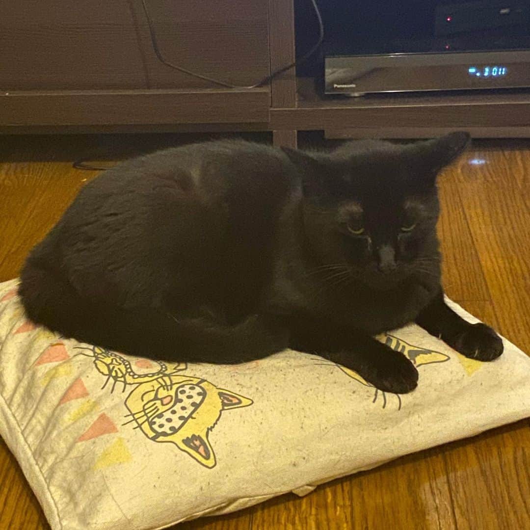 のインスタグラム：「クッションの上が好きなクロ  #kurohakuchai #blackcat #cat #黒猫 #猫」