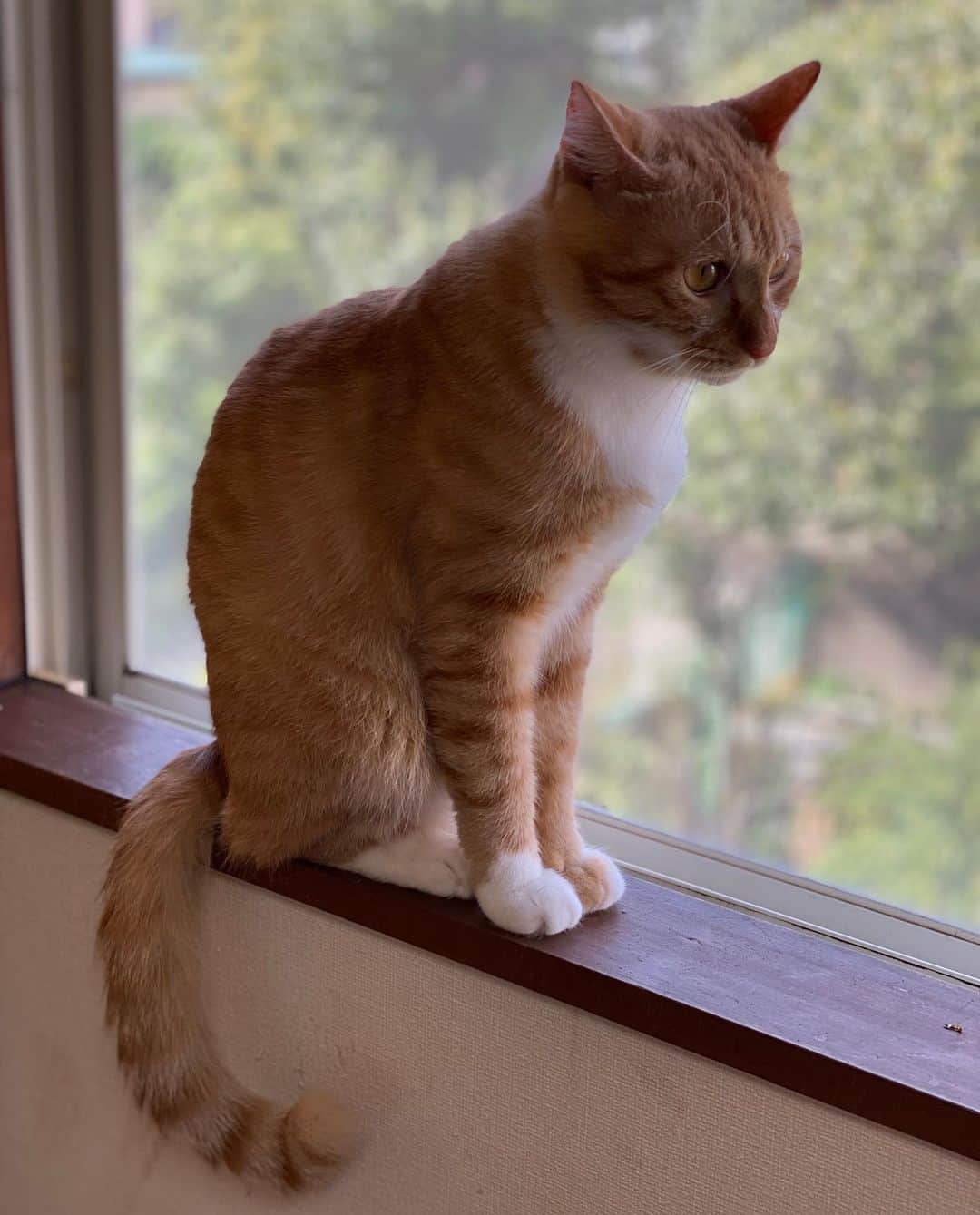 のインスタグラム：「ポートレートモードとそれ以外な窓際チャイ #kurohakuchai #tabby #orangetabby #cat #猫 #茶トラ」