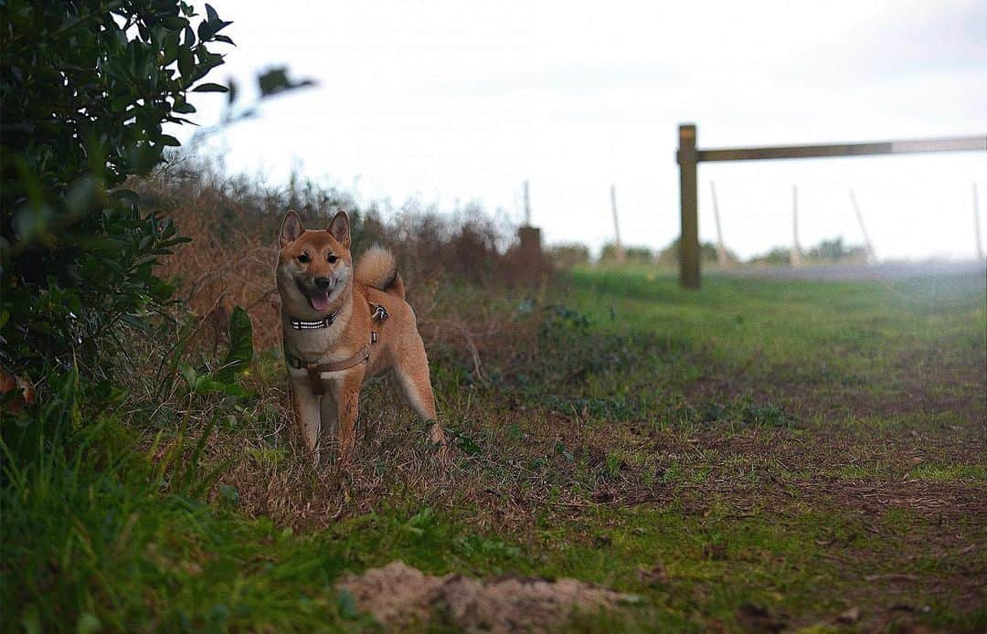 じぇっとさんさんのインスタグラム写真 - (じぇっとさんInstagram)「happy first day of fall🍂🌾🧡」9月24日 4時27分 - jetsan_shiba