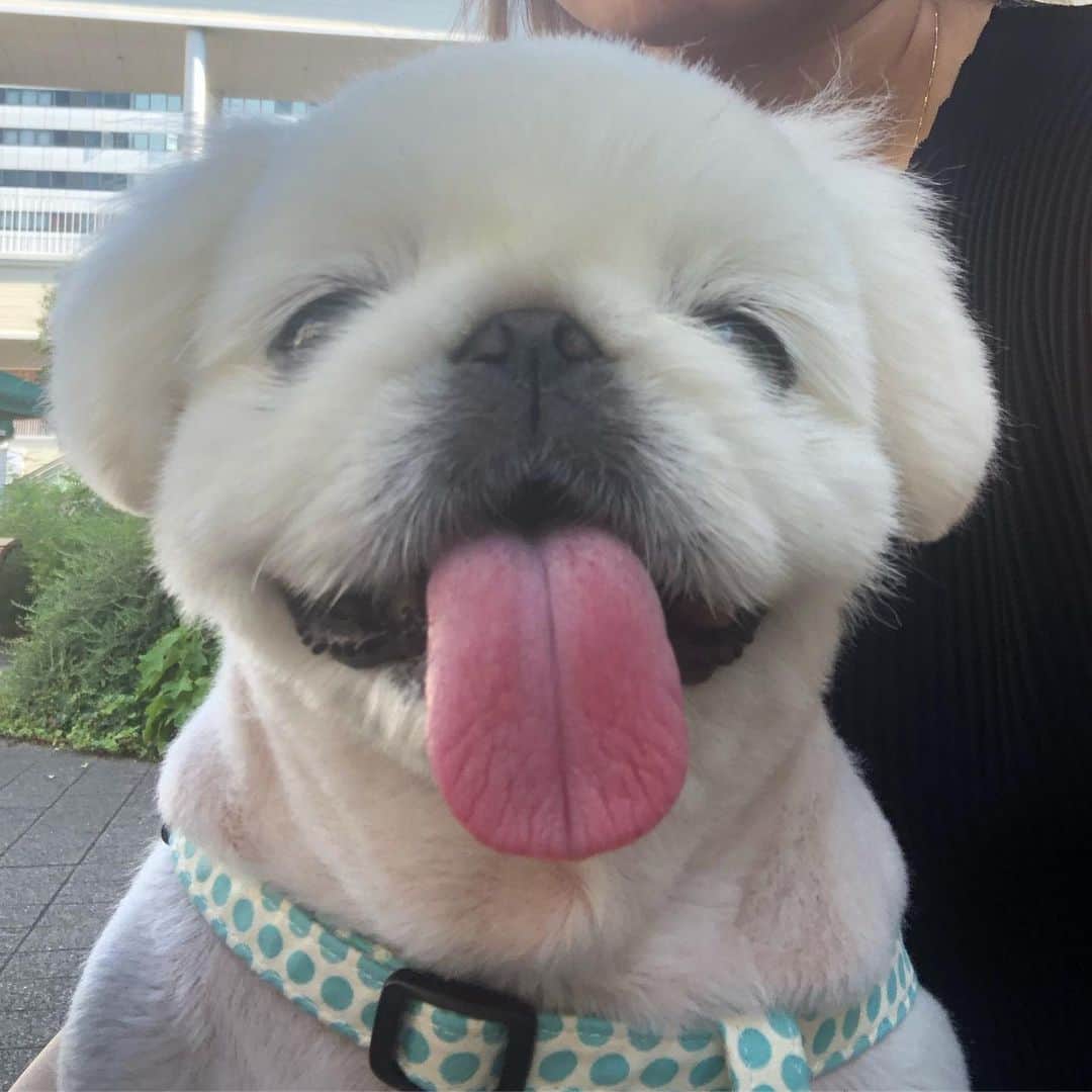 こなつのインスタグラム：「😋こなつSmile💯✨💙💗」