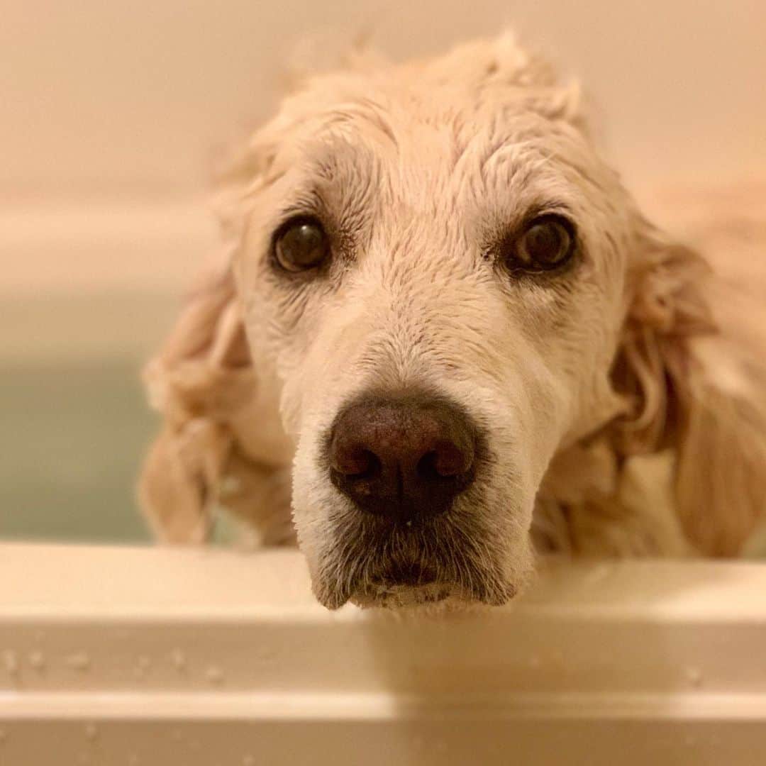 P太郎ママさんのインスタグラム写真 - (P太郎ママInstagram)「23:33の おやつタイム〜。 ではなくて。 犬洗いーー。 この前洗ってから10日しか経っとらんのだけどーーー！ 毎日泳いどるのに、 自然乾燥にまかせといたら… 皮膚病ぽいカホリが… 本当に炎症とか起きる前に洗わんと！ だだちゃんは、 薄毛だから？ 皮膚が丈夫だから？ 放置しても平気だったけど。 先代Pちゃんは、 脂漏症とか炎症とかカイカイとか。しょっちゅう皮膚トラブル起こしとったーー。 なので。 ママン、わりと臭いに敏感。 ただズボラで臭いだけならいいけど←よくねーよ！ 皮膚病はあかんーー。 #洗われました  ごほうびオヤツは、 ビールとポテチ。 うーん、甘いのが欲しい！！！！」9月23日 23時42分 - ptarodada