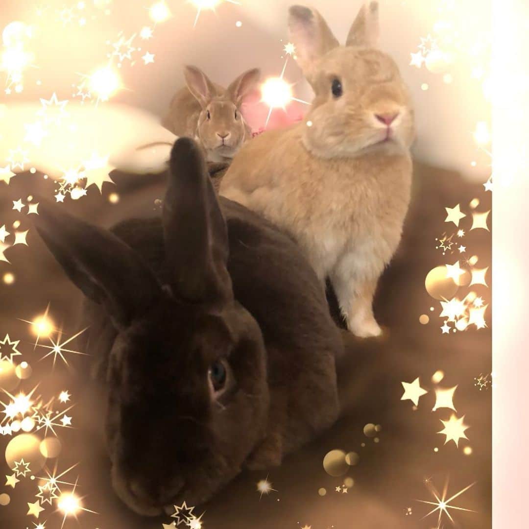 里美ゆりあのインスタグラム：「3人とも元気❤  #チョコ #ポン太 #リン #minirex #ネザーランドドワーフ #rabbit #ウサギ #うさぎ #cute #bunny #love」