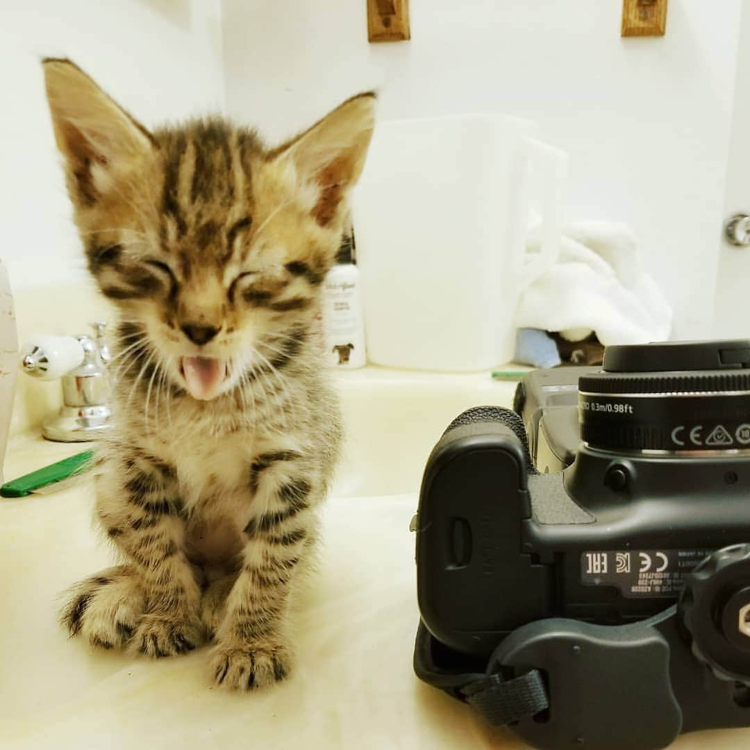 Garyさんのインスタグラム写真 - (GaryInstagram)「Once upon a time there was this kitten bush and it spit out kittens at an alarming rate. I was lucky enough to get one. Happy first adoptaversary, Stan Beeman #westanstan」9月24日 0時03分 - omgdeedee