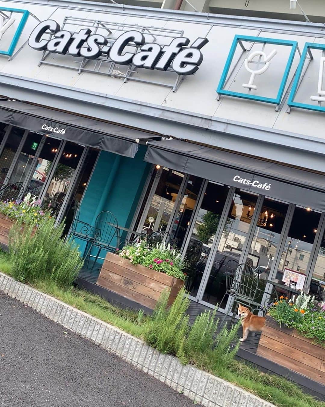 豆柴 サニーちゃんさんのインスタグラム写真 - (豆柴 サニーちゃんInstagram)「. . 今日は さにたんとCATS CAFE🐱 テラスはわんこ🆗 おやつあげるから待っててね〜 . チョッキ着てたのだけど 暑くって脱いじゃったよ〜😆 だから、裸んぼ💕 牙も出ちゃった . ママの チキン南蛮タルタルソース定食🍚 美味しそうだね〜🐻👅いいな〜 . . #サニーのカフェ巡り #CATSCAFE #キャッツカフェ #もふもふ尻尾 #桃尻ちゃん🍑 #後ろ姿かわいいな #本日の後頭部 . #柴犬#豆柴 #赤柴 #まめしばいぬ#まめしば#いぬのきもち#ふわもこ部 #サンデイ#サンデイいぬ組#anicas#shiba_snap #shibainu #shiba#mameshiba #豆柴サニーちゃん」9月24日 0時04分 - sunny_rei_32